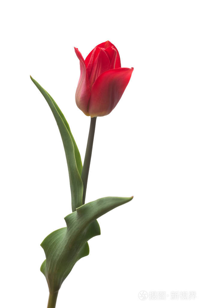 一朵红色的郁金香花被隔离在白色背景上.还是生活, 婚礼.