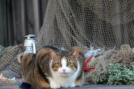 猫坐在大街上