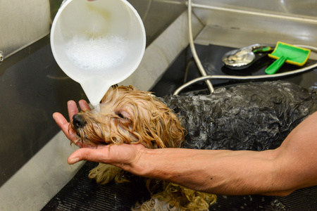 在美容诊所与狗犬理发师