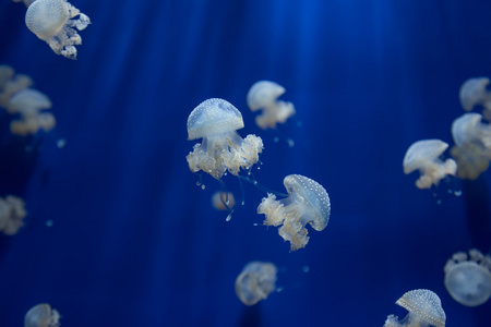 水母水母水下潜水照片埃及红海