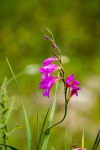 绿色背景下的唐菖蒲 Italicus