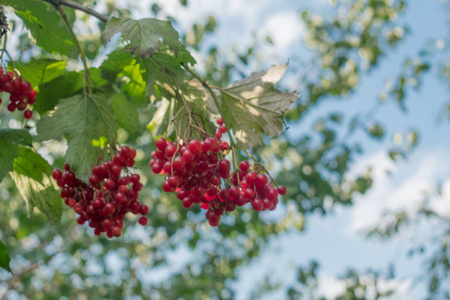 guelder 的红色果实, 在阳光明媚的日子, 与蓝天白云的背景