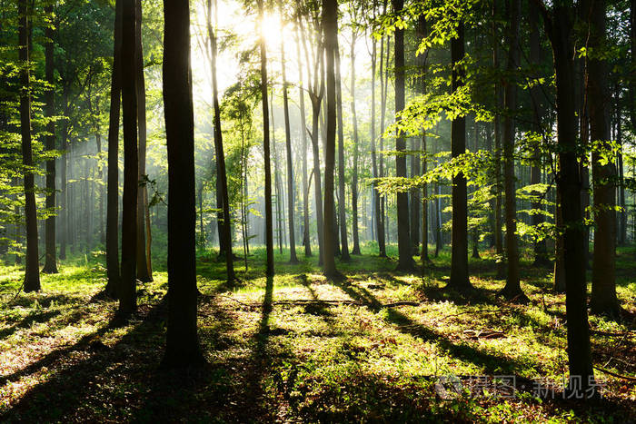 绿色大森林的清晨图片图片