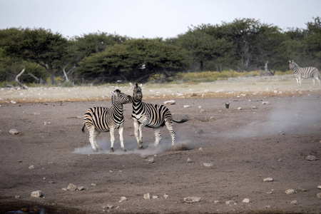 两匹马达马拉斑马, 马 burchelli 安帝古伦, 纳米比亚 Etosha 国家公园的战斗