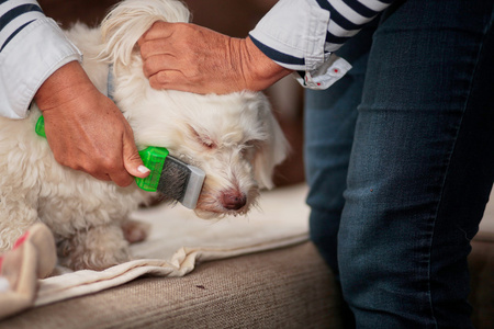 犬种去年成为狗被训练用画笔