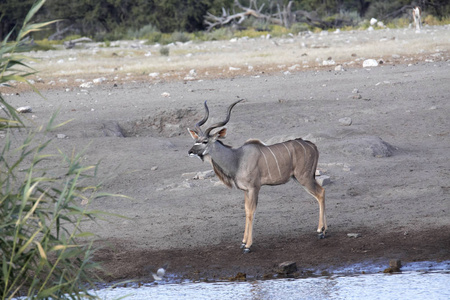 男性大羚, Tragelaphus strepsiceros, 站在 woterhole, Etosha 国家公园, 纳米比亚