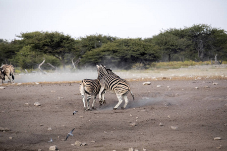 两匹马达马拉斑马, 马 burchelli 安帝古伦, 纳米比亚 Etosha 国家公园的战斗