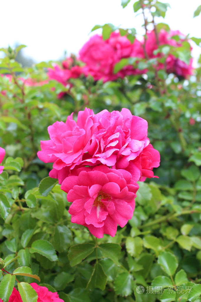 美丽的粉红色玫瑰花生长在花园里, 在阳光明媚的夏日.自然花卉背景