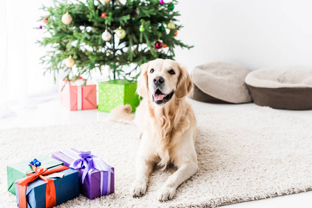 金色猎犬躺在地板附近的礼品盒在圣诞节