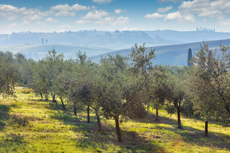 秋季收获景观的橄榄树木种植园