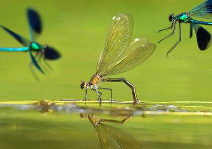 河蜻蜓 Calopteryx 芨芨草