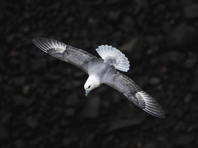 Fulmar 飞越岩石在 Hawkcraig, 阿伯道尔苏格兰