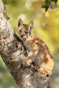 大自然中的山猫幼猫图片