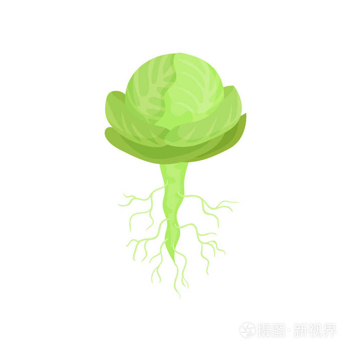 植物茎卡通图片图片