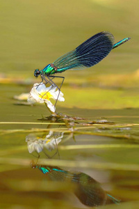 河蜻蜓 Calopteryx 芨芨草