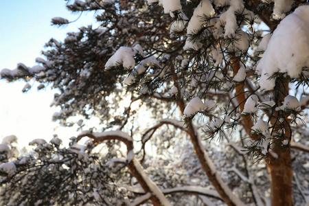 松树林后大雪风暴在阳光明媚的冬日