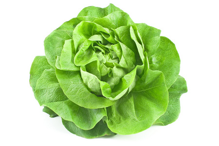 收获生菜图片