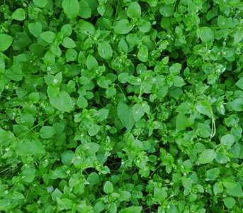 小小的花小小的绿色叶子,带白色的花照片