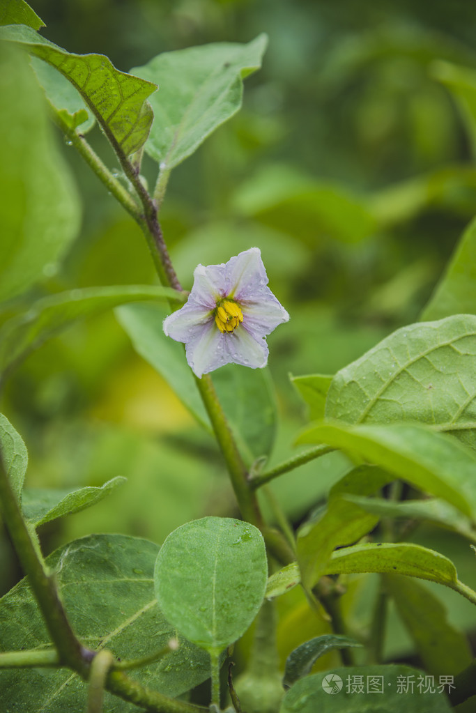 藤上茄子花照片 正版商用图片0ssqrc 摄图新视界