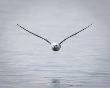 Fulmar 飞行与坚硬翼上升了低在水