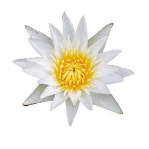 白色水百合或莲花分离在白色背景, 修剪