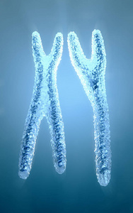 3d 正常看起来蓝色和透明的 x 和 y 染色体的图解