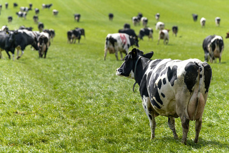 奶牛看着羊群在春季放牧在一个绿色的草地在4月