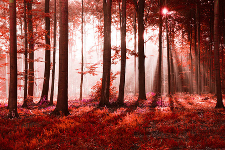 美丽神秘的秋天森林与阳光