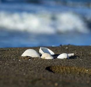 海边的贝壳和鹅卵石