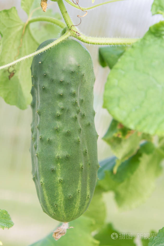 黄瓜挂在树枝上成熟的温室