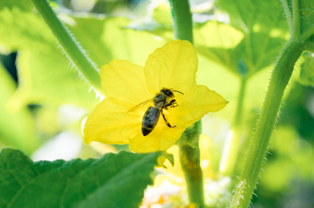 蜜蜂在花园里春天的小黄瓜的花朵上