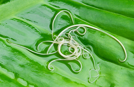 蛔虫图片 蛔虫素材 蛔虫插画 摄图新视界 蛔虫图片 蛔虫素材 蛔虫插画 摄图新视界