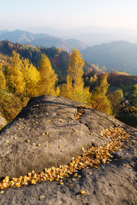 白桦树的叶子秋天风景