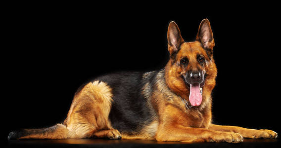 黑德国牧羊犬图片