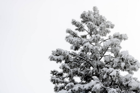 冬季重湿雪中的单株大库尔特松树