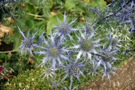 刺 海冬青 花从上面看以植物的背景在庭院里