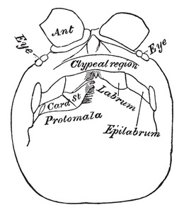 蜈蚣头从下面显示 epilabrum, 复古线画或雕刻插图