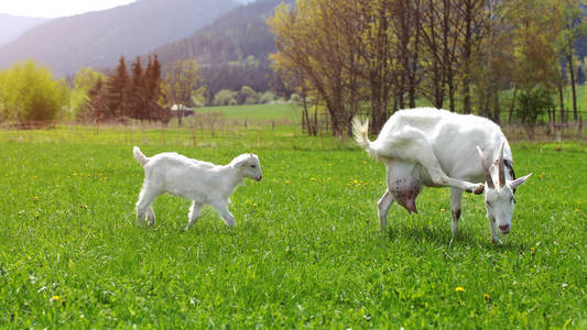 雌山羊搔她的头, 她身后的小山羊, 走在阳光照射农场草甸