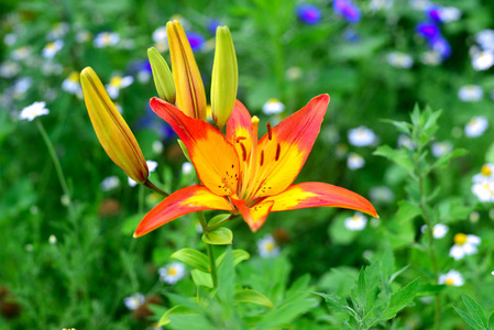 花园里的红色和黄色百合花。老虎颜色, 火