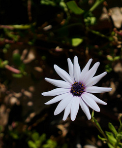 近观野白菊花花