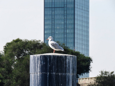 海鸥站在码头的树桩与摩天大楼的背景。贝尔格莱德塞尔维亚