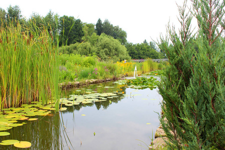 在阳光明媚的夏日池塘里生长着美丽的荷花。自然花卉背景