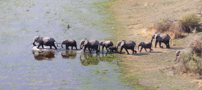 大象家庭横渡水在奥卡万戈三角洲 博茨瓦纳, 空中射击