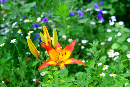 花园里的红色和黄色百合花。老虎颜色, 火