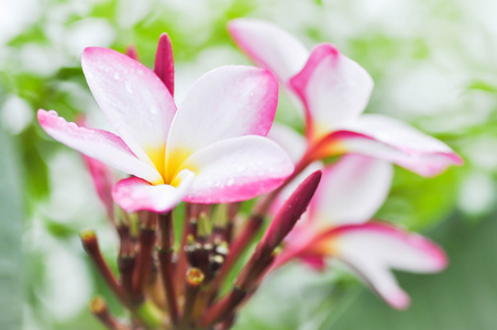 花园里的鸡蛋花