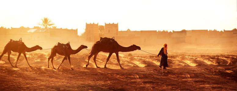 摩洛哥撒哈拉沙漠的骆驼车队的横向旗帜。司机巴柏尔与三骆驼单峰骆驼在日出天空背景和传统摩洛哥房子