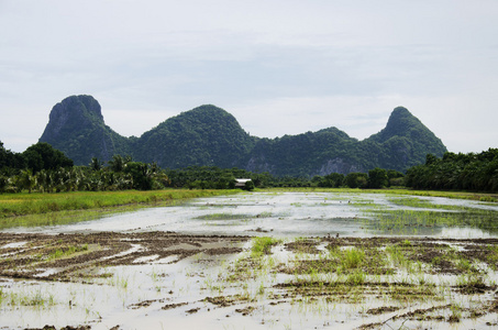 山与稻田和水稻田的思考照片