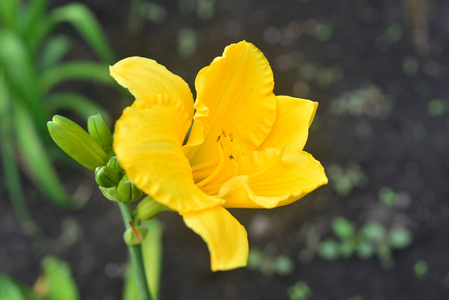 美丽的花黄色黄花菜在花园的背景草坪