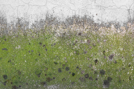 发霉的墙壁与绿色青苔.理想的概念和背景照片