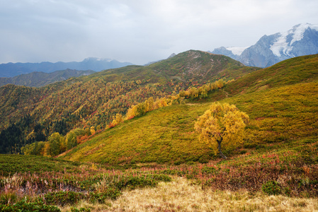 秋天风景与格鲁吉亚山区的白桦树